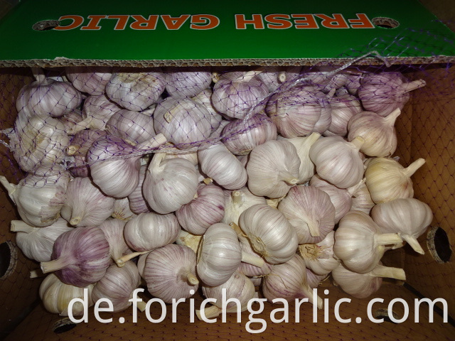 New Hybrid Garlic